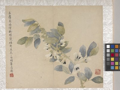 8 叶花卉册，17 世纪中期（纸张上的墨水和色彩） 作者 学校中文