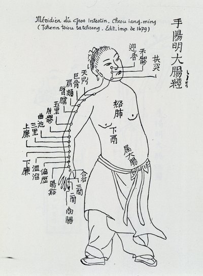 中国针灸：大肠经 作者 学校中文