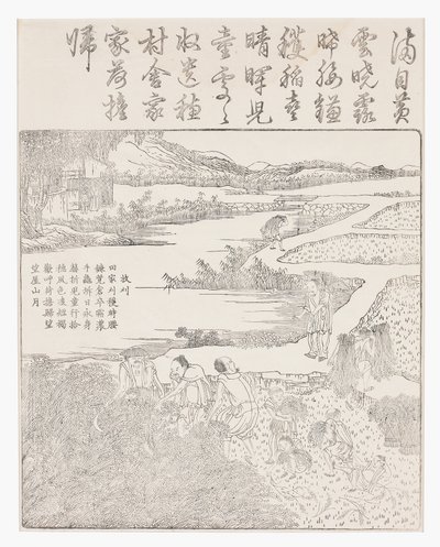 收割水稻 作者 学校中文