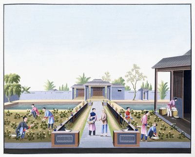 摘棉花，约1800年（在厚厚的本机纸上用水粉绘画） 作者 学校中文