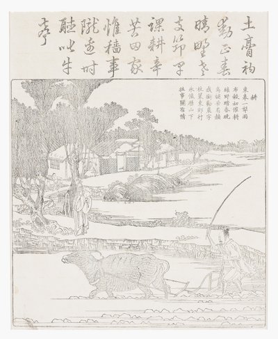 用在泥泞的稻田里的水牛犁。 作者 学校中文