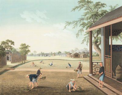 茶叶生产，约 1820 年（绢上体彩和金彩，铺在纸上） 作者 学校中文