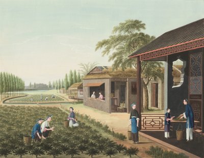 茶叶生产，约 1820 年（绢上体彩和金彩，铺在纸上） 作者 学校中文