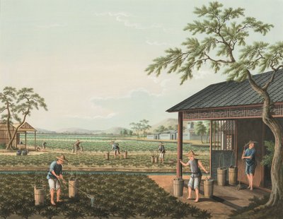 茶叶生产，约 1820 年（绢上体彩和金彩，铺在纸上） 作者 学校中文