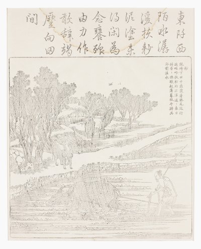 干旱天气下的稻田耕作 作者 学校中文