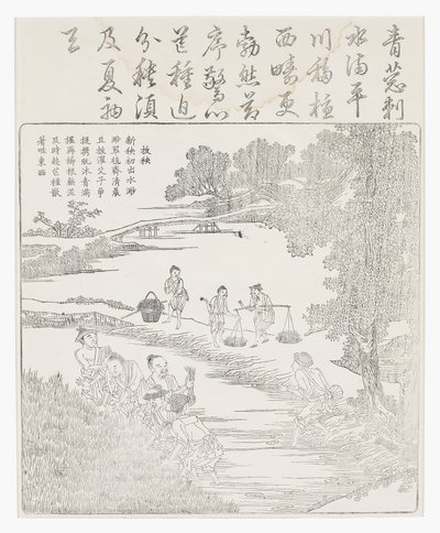 移栽水稻幼苗 作者 学校中文