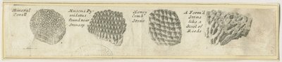Dovedale - 矿物珊瑚：铜版雕刻，nd [?19世纪] (印刷品) 作者 学校英语
