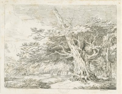 Needwood - 橡树：蚀刻画 作者 学校英语
