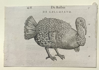 A Turkey 作者 学校德语