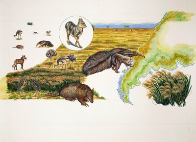 阿根廷，潘帕斯地区（彩色平版印刷）。 作者 学校意大利语
