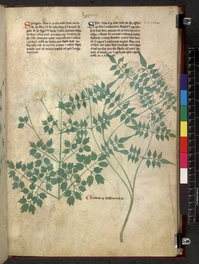 埃杰顿 747 Spargula 和 Self，《Tractatus de herbis》（草药），约 1280-1310 年（牛皮纸上的墨水和彩色）。 作者 学校意大利语