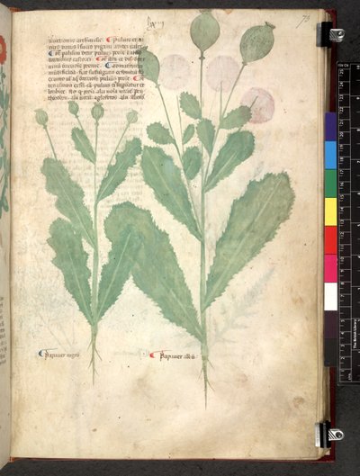 埃格顿 747 Tractatus de herbis（《本草纲目》），约 1280-1310 年（牛皮纸上的墨水和色彩） 作者 学校意大利语