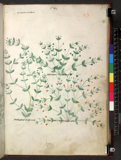 埃格顿 747 Tractatus de herbis（《本草纲目》），约 1280-1310 年（牛皮纸上的墨水和色彩） 作者 学校意大利语