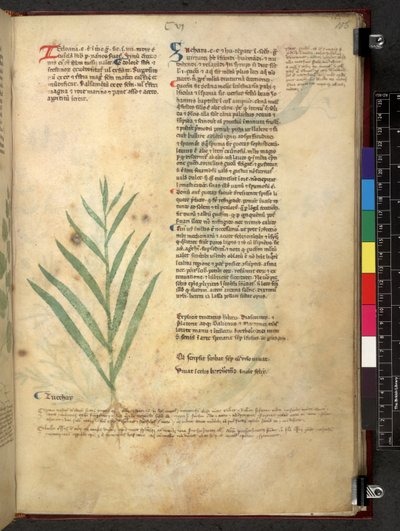 埃格顿 747 Tractatus de herbis（《本草纲目》），约 1280-1310 年（牛皮纸上的墨水和色彩） 作者 学校意大利语