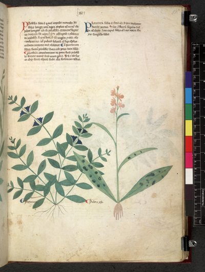 埃格顿 747 Tractatus de herbis（《本草纲目》），约 1280-1310 年（牛皮纸上的墨水和色彩） 作者 学校意大利语