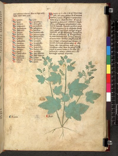 埃格顿 747 Tractatus de herbis（《本草纲目》），约 1280-1310 年（牛皮纸上的墨水和色彩） 作者 学校意大利语