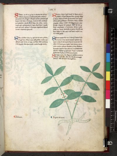 埃格顿 747 Tractatus de herbis（《本草纲目》），约 1280-1310 年（牛皮纸上的墨水和色彩） 作者 学校意大利语
