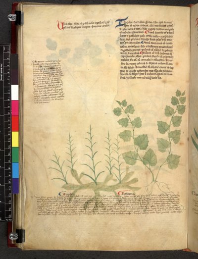 埃格顿 747 Tractatus de herbis（《本草纲目》），约 1280-1310 年（牛皮纸上的墨水和色彩） 作者 学校意大利语