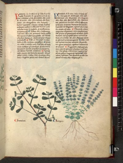 埃格顿 747 Tractatus de herbis（《本草纲目》），约 1280-1310 年（牛皮纸上的墨水和色彩） 作者 学校意大利语
