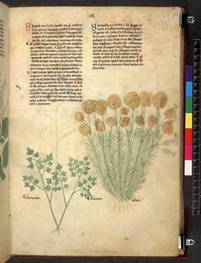 埃格顿 747 Tractatus de herbis（《本草》），约 1280-1310 年（牛皮纸上的墨水和色彩） 作者 学校意大利语