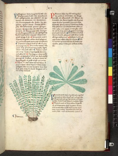 埃格顿 747 Tractatus de herbis（《本草纲目》），约 1280-1310 年（牛皮纸上的墨水和色彩） 作者 学校意大利语