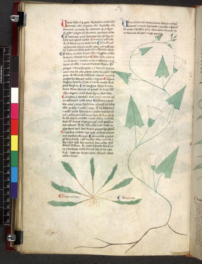 埃格顿 747 Tractatus de herbis（《本草纲目》），约 1280-1310 年（牛皮纸上的墨水和色彩） 作者 学校意大利语