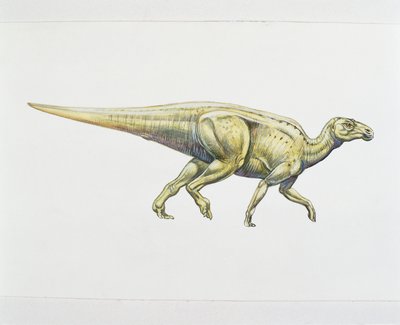鸭嘴兽或鸭嘴龙（彩色平版画） 作者 学校意大利语
