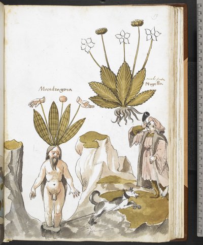 哈雷 MS 3736 f.59r 一条狗拔出的曼陀罗，选自乔瓦尼-卡达莫斯托的《草药与食物、毒药和疗法以及石头特性的论文》（牛皮纸上的墨水和彩色）。 作者 学校意大利语