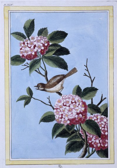 Bird - Japanese print 作者 日本学校