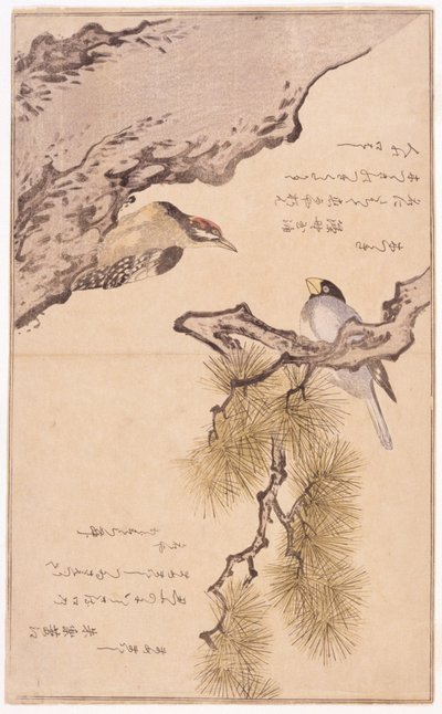 树上的两只鸟 作者 学校日语