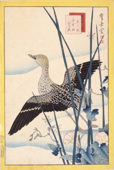 野鸭 作者 学校日语