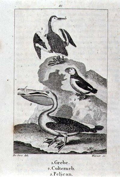 鸊鷉、Culterneb和鹈鹕，选自《地球和自然界动物史》，伦敦，1816年（铜板雕刻）。 作者 学校西班牙语