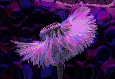 蒲公英,2 2019 作者 斯科特·戴维斯（Scott J.Davis）
