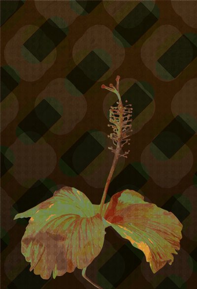Hibiscus,2 2019 作者 斯科特·戴维斯（Scott J.Davis）