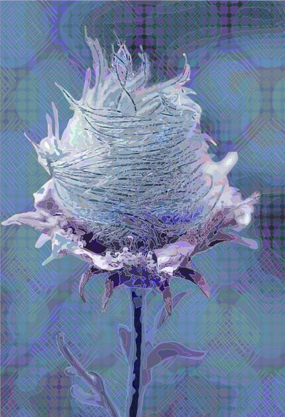 Wood Avens4, 2019 作者 斯科特·戴维斯（Scott J.Davis）