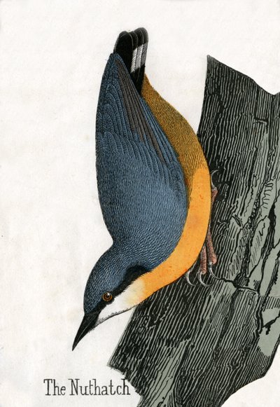 Nuthatch 的古董版画 作者 苏格兰学派