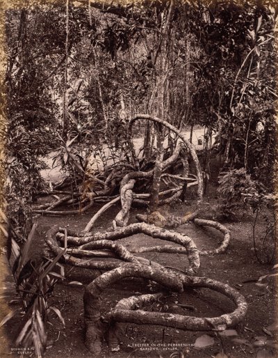 锡兰Peradeniya花园中的爬行者c。 1880年。 作者 斯科文公司
