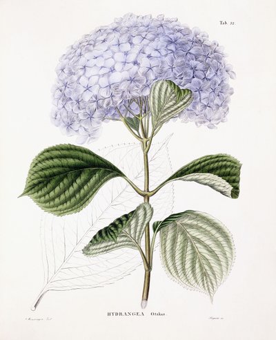 渥太华绣球花，c.1835-70 作者 塞巴斯蒂安·敏辛格（Sebastian Minsinger）