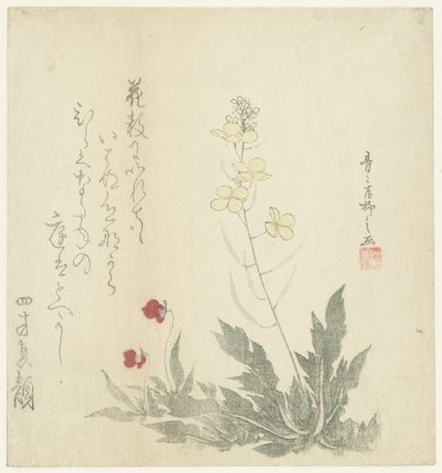 开花植物 作者 制作师流士