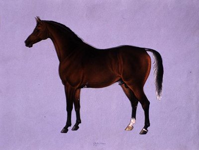奥皮丹，约1840年（纸上水彩）。 作者 Karraya的Shaik Muhammad Amir
