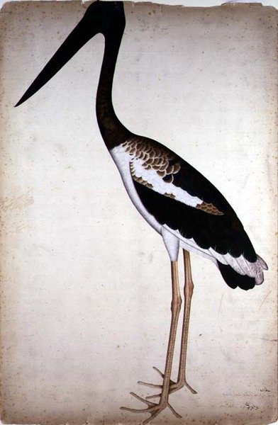 黑颈鹳，Xenorhynchus Asiaticus，在加尔各答为Lady Impey绘制，约1780年（纸上水粉画） 作者 谢赫·赞因·乌丁（Fl。1777-83）