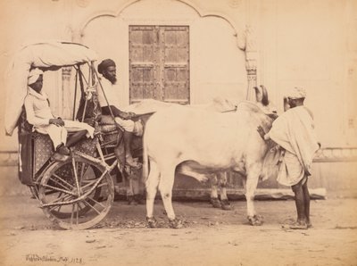 牛车，德里，1863年。 作者 牧羊人和罗伯逊