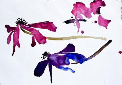 海葵（纸上水彩画） 作者 西蒙·弗莱彻