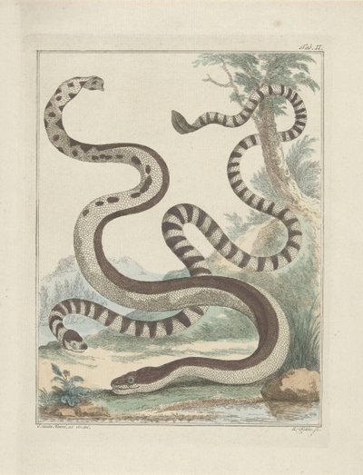 扁尾蛇 作者 G. van den Heuvel