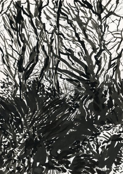 哈姆公树林（纸上墨水和石墨） 作者 西蒙·内维尔