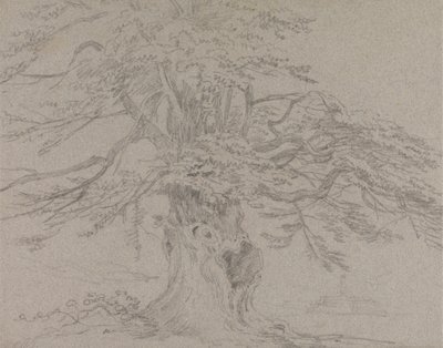 树木研究 作者 George Howland Beaumont 爵士第七世男爵