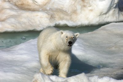 北极熊（Ursus maritimus）走过挪威斯瓦尔巴群岛的浮冰，2022 年（照片） 作者 西塞·布林伯格