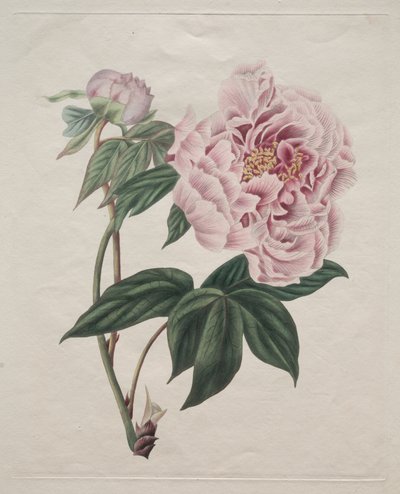牡丹 作者 史密斯