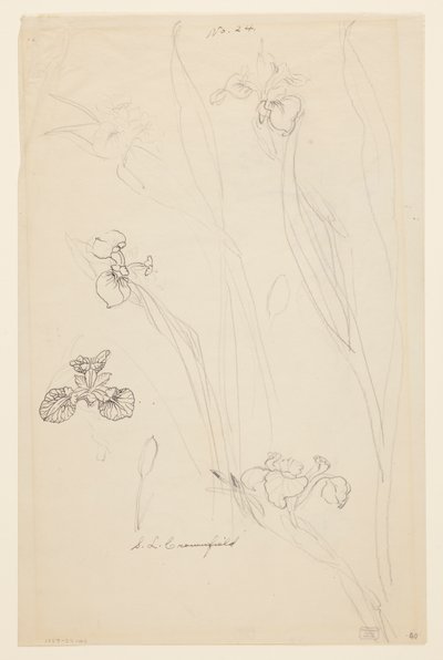 鸢尾花研究 作者 索菲亚·克朗菲尔德