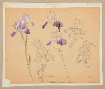 鸢尾花研究 作者 索菲亚·克朗菲尔德